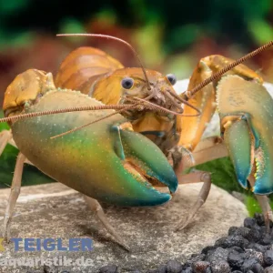 Sale Green Hulk-Krebs, Cherax sp. Green Hulk - Pärchen